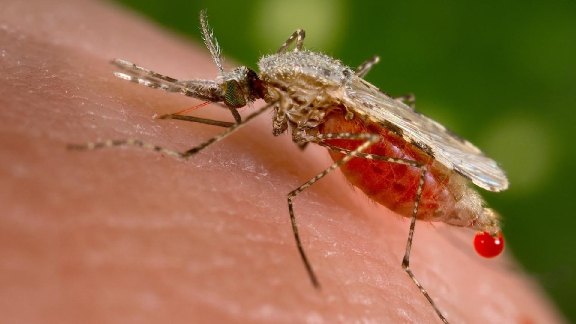 Malaria se expande en Loreto: dos muertes y más de 8000 casos reportados