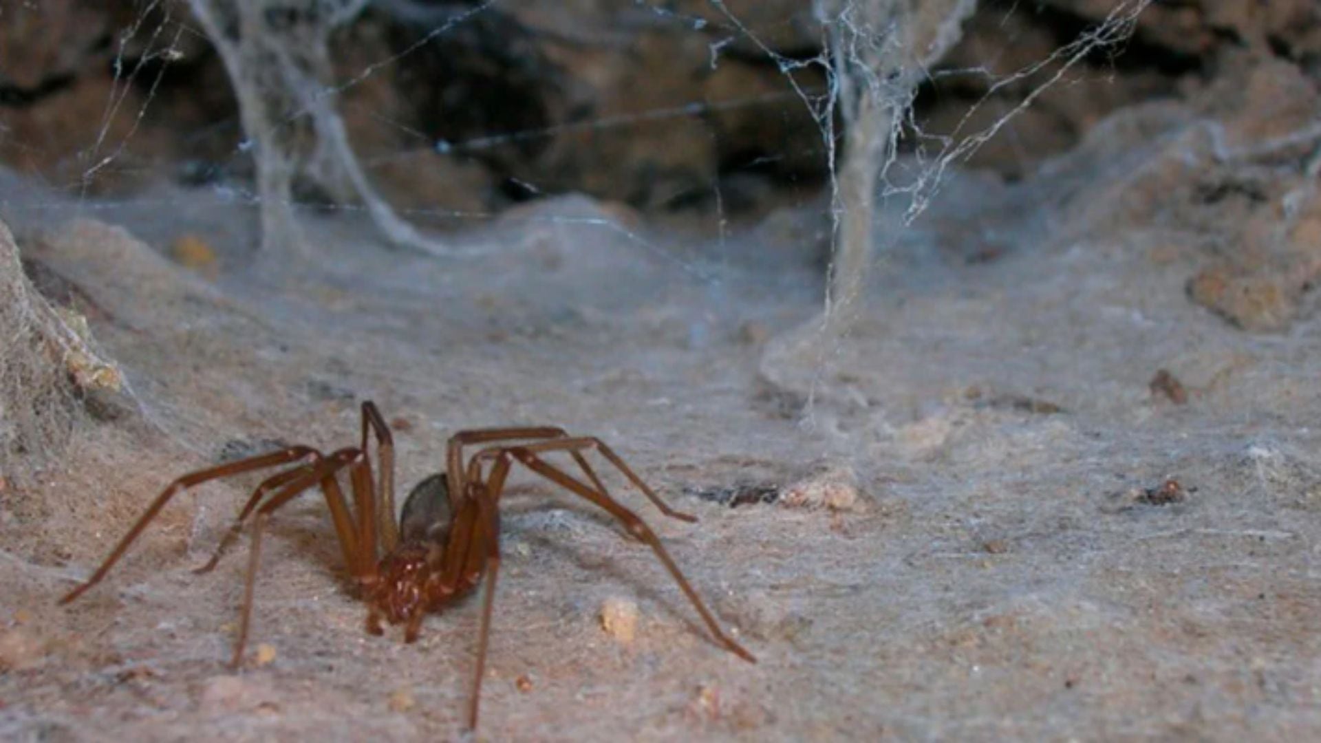 ¿Cómo es la telaraña de la araña violinista? Así puedes reconocerla fácilmente en los rincones de tu casa