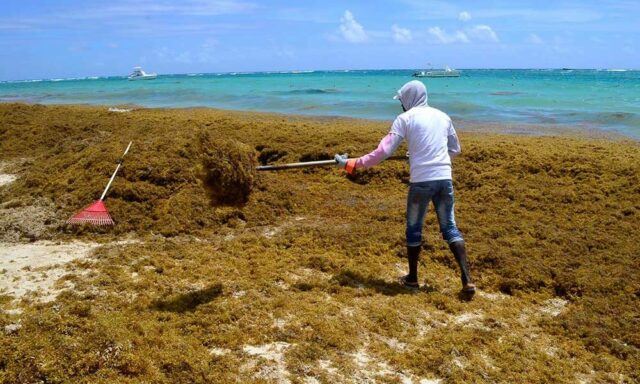 Cancún: temen llegada de miles de toneladas de sargazo a las playas