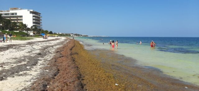 Temor en el Caribe mexicano por aluvión de sargazo en dos semanas