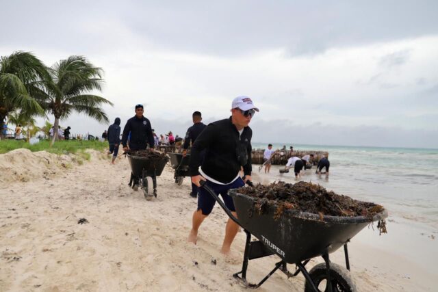 Isla Mujeres: retiran en tiempo récord 583 toneladas de sargazo