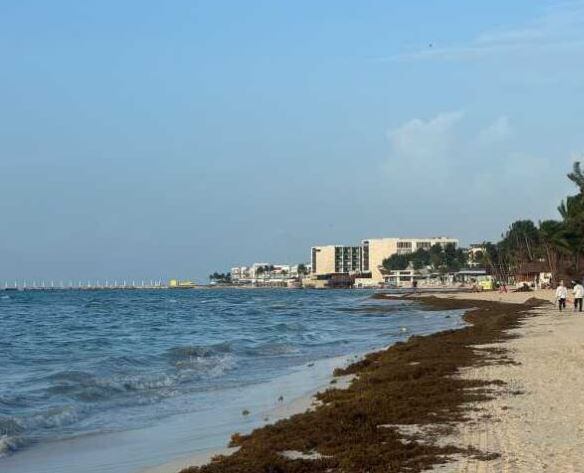 Playa del Carmen: sargazo invade las playas tras paso de Beryl