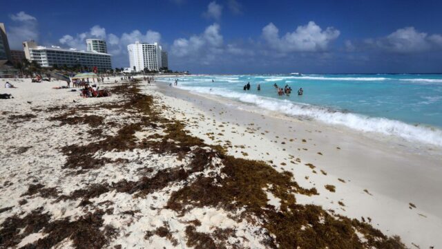 Alivio en el Caribe mexicano: finaliza temporada de sargazo