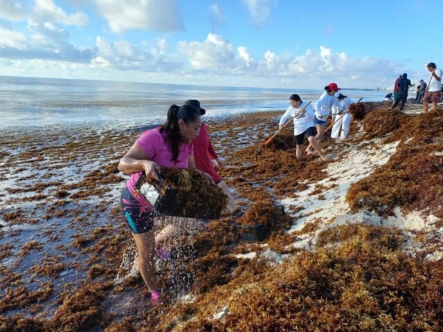 Cancún: 4 mil toneladas de sargazo en agosto y 3 playas muy dañadas