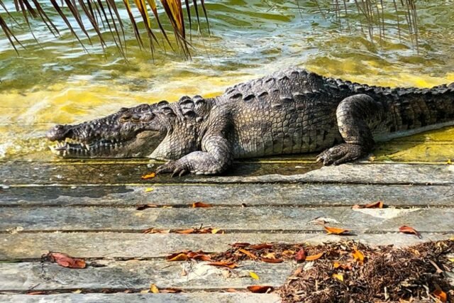 Cancún: cocodrilo ataca a turista que se acerca para tomarle foto