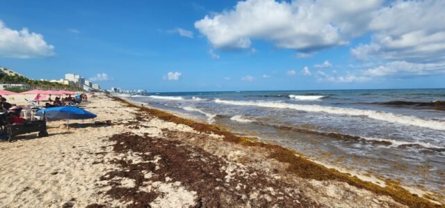 Sargazo: Cancún recoge ya cuatro veces de lo que hubo en todo 2024