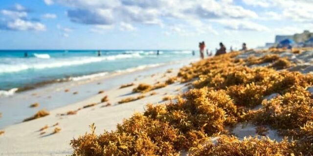 Cancún: sargazo vuelve por sorpresa ante los frentes fríos