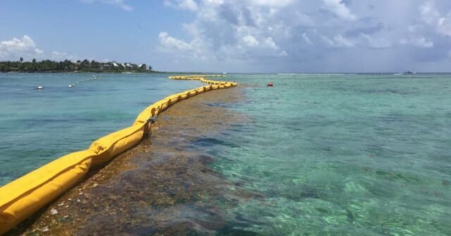 Sargazo: recales anticipados hace que rueguen por poner barreras ya