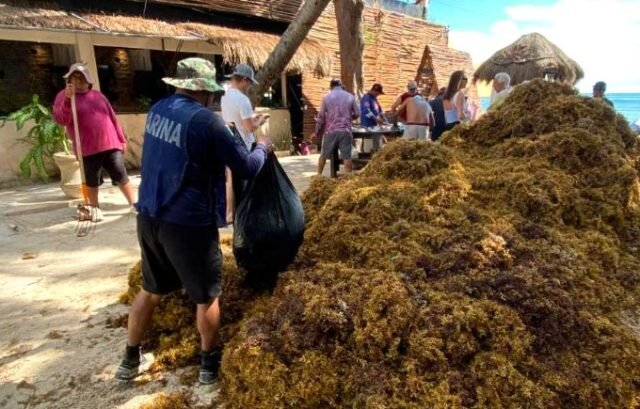 Sargazo en Playa del Carmen: mil toneladas ante un recale atípico