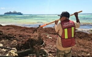 Sargado disparado en Playa del Carmen activa planes de hoteles