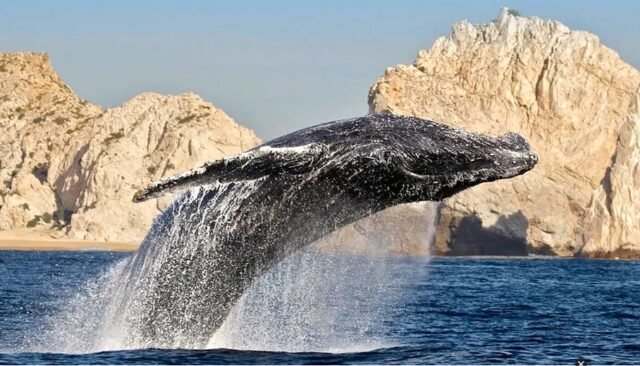 Los Cabos: ballenas seducen a turistas y activan la economía