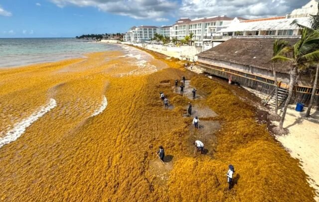 Playa del Carmen: sargazo disparado revela personal insuficiente
