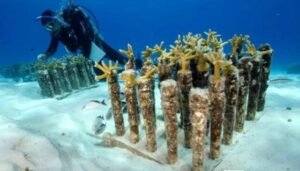 Cancún e Isla Mujeres: crearán arrecifes artificiales para buceo