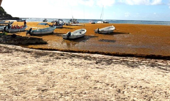 Tulum: sargazo masivo sorprende y moviliza a 150 empleados turísticos