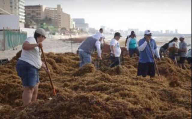 Cancún: limpieza de sargazo se concentra en playa Delfines