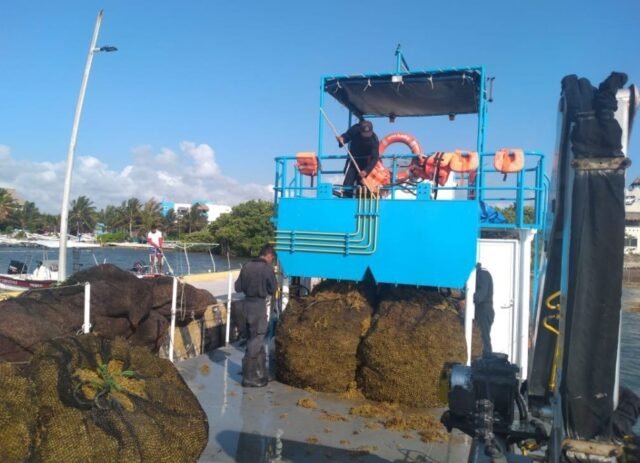 Sargazo: recale atípico obliga a destinar otro buque para recogerlo