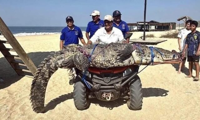 Playa de Oaxaca: capturan un cocodrilo de 3 metros de longitud