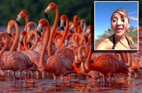 Yucatán: crítica a influencer por espantar flamencos con música