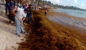 Sargazo: llamativo despliegue de drones para vigilar su impacto