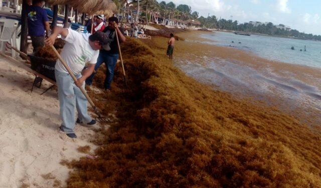 Sargazo: llamativo despliegue de drones para vigilar su impacto