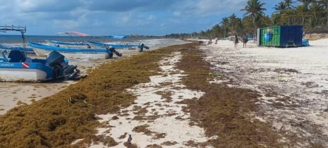 Tulum: recale de sargazo alcanza más de mil toneladas este año