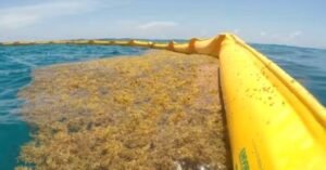 Cancún: instalarán al menos 400 metros de barreras antisargazo