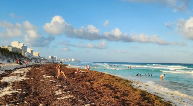 Alerta en Caribe mexicano: ya son 55 playas con sargazo excesivo