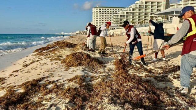 Cancún: ‘suradas’ incrementan el recale de sargazo en zona hotelera