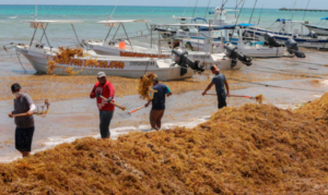 Playa del Carmen: sargazo afecta la piel de los pescadores turísticos