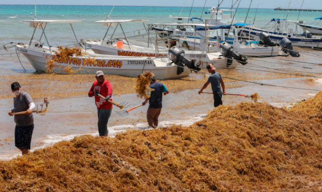 Playa del Carmen: sargazo afecta la piel de los pescadores turísticos