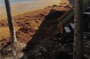 Fotos – Sargazo invade playas del centro de Playa del Carmen  