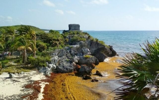 Sargazo ya cubre la mitad de las playas desde Tulum a Mahahual