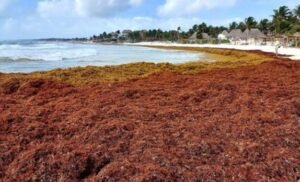 Sargazo en Costa Maya: despliegue diario de 100 barcos al crear ruina