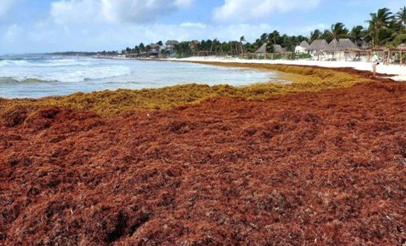 Sargazo en Costa Maya: despliegue diario de 100 barcos al crear ruina