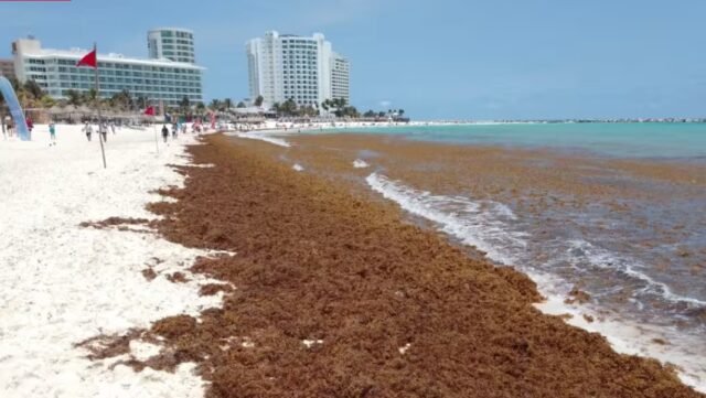 Cancún: semáforo de sargazo en rojo para tres de sus playas