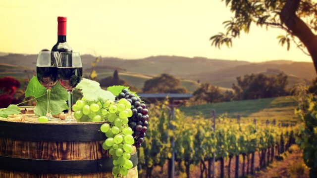 Guanajuato impulsa el turismo con 82 viñedos y 31 bodegas vinícolas