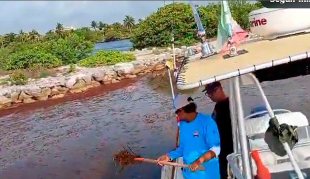 QRoo: barcos para turistas pasan a limpiar sargazo ante el colapso