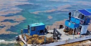 QRoo: autoridad naval retira 4 sargaceras en pleno recale masivo
