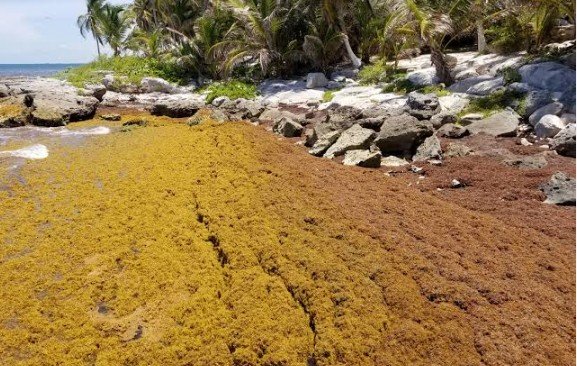 Parque de Tulum: retiran en una jornada 140 toneladas de sargazo