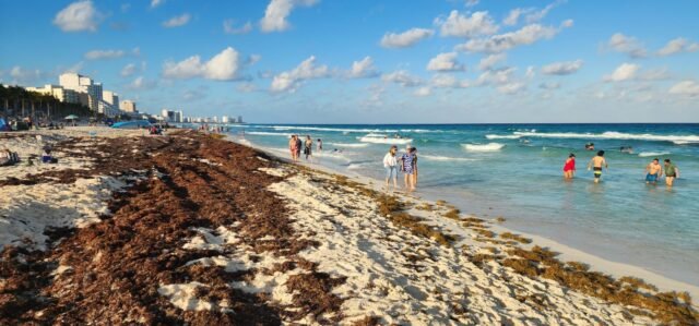 QRoo: Playa del Carmen y Cancún con 60% del sargazo recolectado