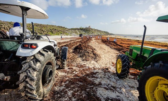Tulum: buscan reutilizar el sargazo como bioasfalto para tapar baches