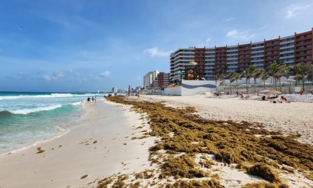 Sargazo obliga a hoteleras como Iberostar a despliegue de acciones