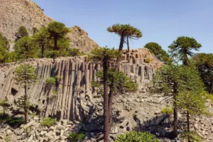 El pehuén, un gigante milenario que forma parte de nuestra identidad