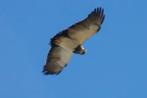 Águila Mora, la reina silenciosa de los cielos neuquinos