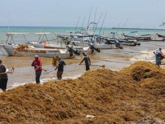 QRoo: sargazo obliga a negocios turísticos a hundir 20% sus tarifas