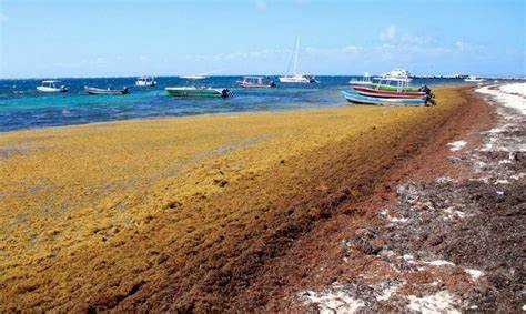 Puerto Morelos: sargazo como fertilizante ya se vende en 3 países