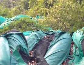 QRoo: fuertes críticas por barreras antisargazo abandonadas