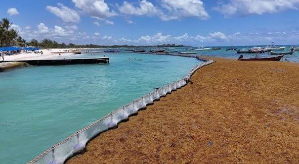 Playa del Carmen: instalan barrera antisargazo en playas más visitadas