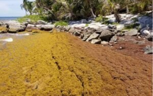 Sargazo: confían en temporada de ciclones para alejar el alga