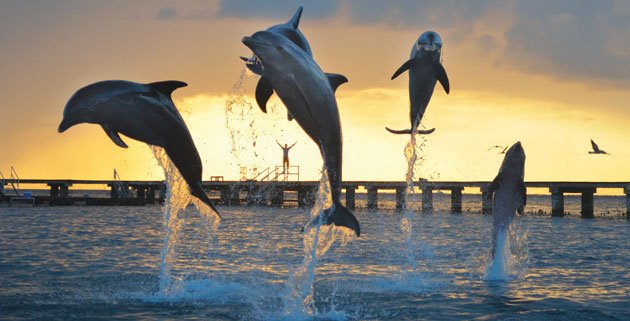 Guerra de versiones en The Dolphin sobre su venta a Xcaret